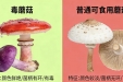 勿采食野生蘑菇 急救指南快转给家人