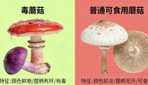 勿采食野生蘑菇 急救指南快转给家人